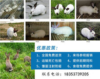 山西忻州保德本地养兔场包教技术包回收图片3