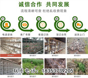 浙江湖州长兴大型养兔基地农村养殖好项目图片2