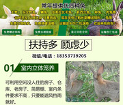 浙江湖州长兴大型养兔基地农村养殖好项目图片3