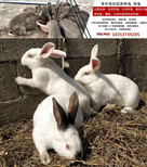 河南洛阳洛龙养兔场地址肉兔的养殖技术及方法图片5