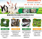 安徽阜阳新西兰兔大型养兔基地六禾兔业图片0