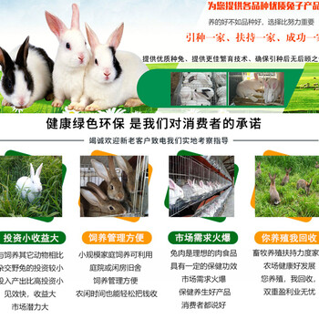 广东惠州伊拉兔大型养兔场加盟养殖