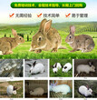 四川甘孜雅江大型養兔基地圖片