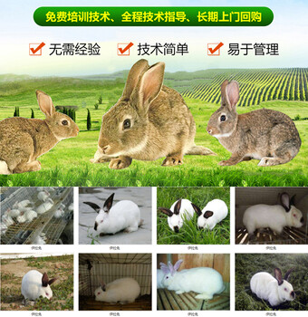 河北沧州南皮大型养兔场