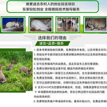 广东阳江卖肉兔的养殖基地国家对养兔的扶持政策
