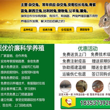 河口区大型养兔场各地送货上门图片