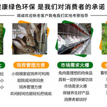 维西傈僳族自治县大型养兔基地肉兔的养殖技术及方法图片