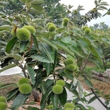 泸州板栗苗种植基地