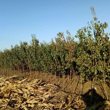 绵阳杏树苗种植基地