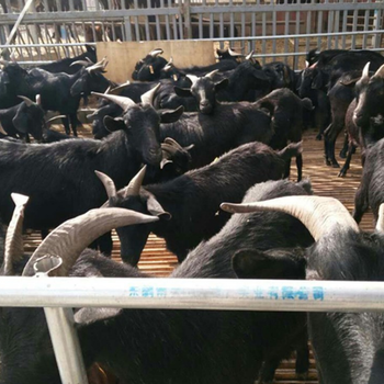 张家界努比亚黑山羊大量出售
