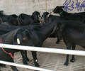 濮阳努比亚黑山羊养殖场