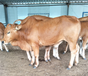 西门塔尔牛养殖大量现货出售