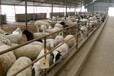 山东小尾寒羊养殖场，羊苗价格，山东养羊场，绵羊价格。