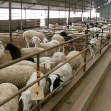 天津养羊场，羊苗价格，山东羊苗价格，小尾寒羊价格