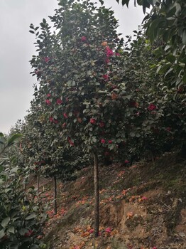 重庆古茶花树基地批发