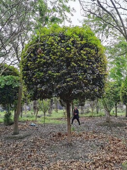 成都桂花树基地批发