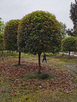 贵阳桂花树基地