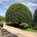 四川桂花树苗种批发