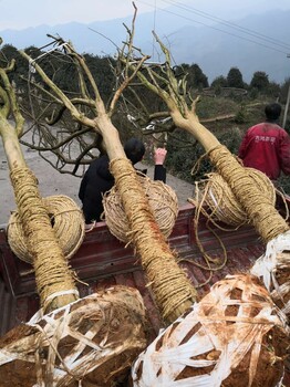 绵阳紫薇花树基地