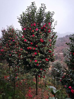 绵阳茶花树批发价格