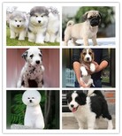 福海哪里有卖拉布拉多的犬舍多少钱图片1