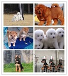 河北隆化县德牧犬犬舍图片2
