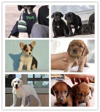 五寨县德牧犬大约多少钱图片