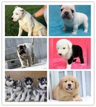 福海哪里有卖拉布拉多的犬舍多少钱图片0