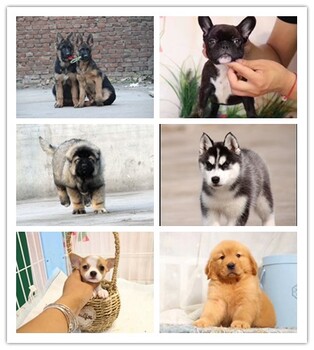 北京卖狗的犬舍狗场好的宠物店