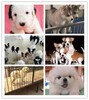 邯鄲寵物店繁殖狗狗狗場有名的犬舍