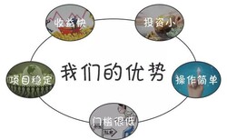 网店代运营，无货源开店，多马电商孵化，模式成熟，出单稳定图片2