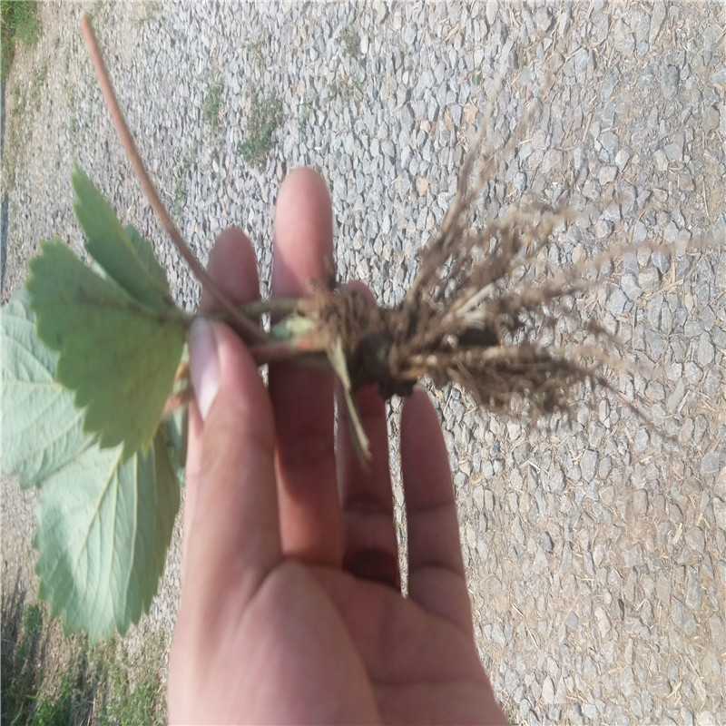 红夏大棚草莓苗 红夏草莓苗种植厂家