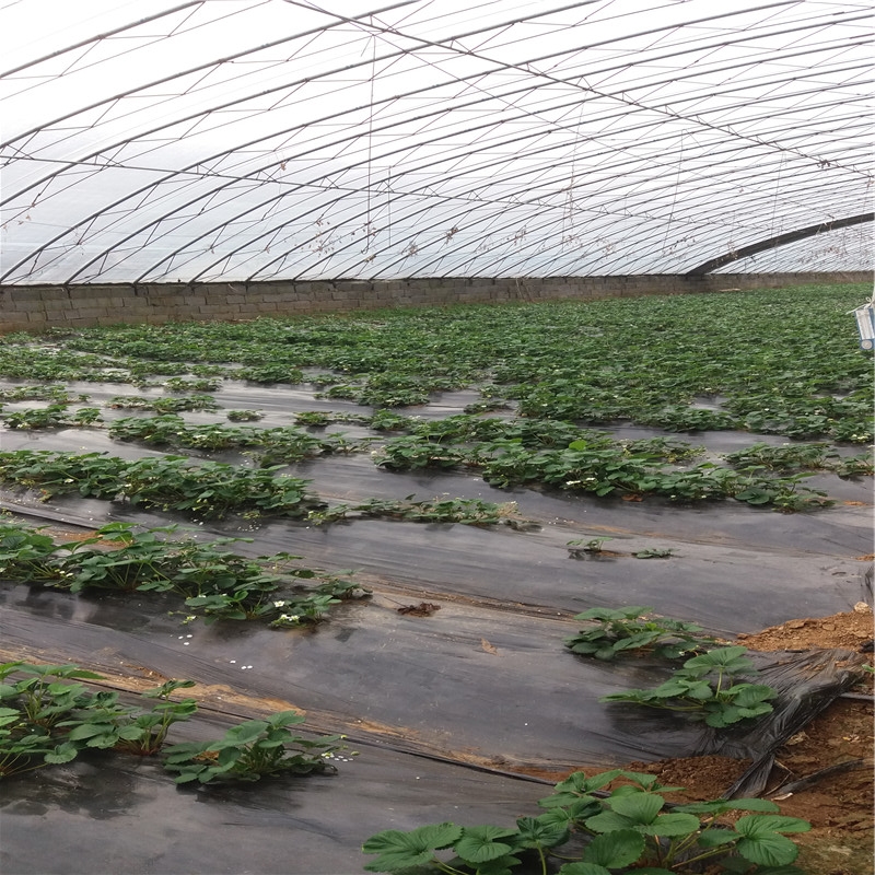法兰地大棚草莓苗 法兰地草莓苗种植厂家