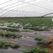 卡姆罗莎大棚草莓苗卡姆罗莎草莓苗价格货源地批发