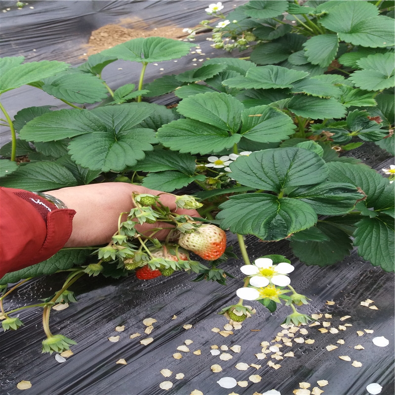 隋株大棚草莓苗 隋株草莓苗基地品种