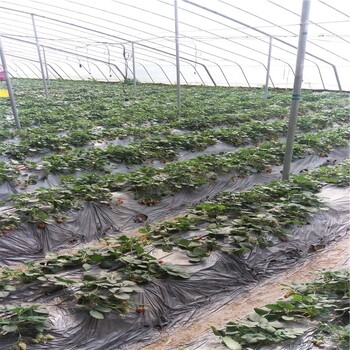 美十三大棚草莓苗美十三草莓苗种植农户推广