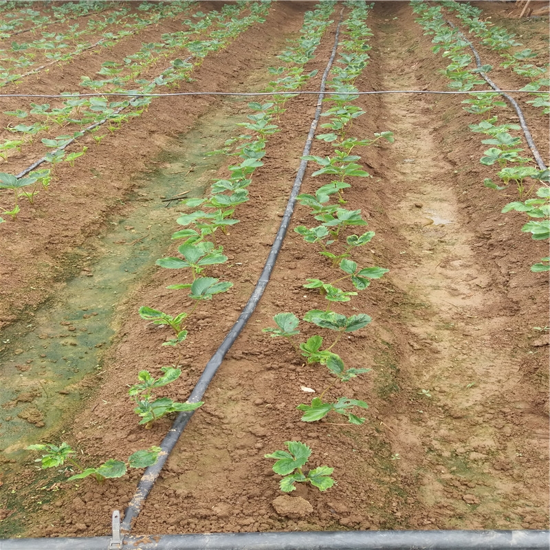 丰香大棚草莓苗 丰香草莓苗种植质优