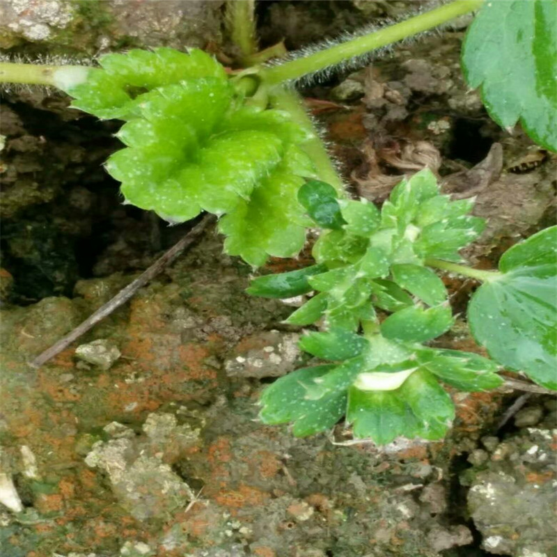 貴美人大棚草莓苗 貴美人草莓苗基地廠家