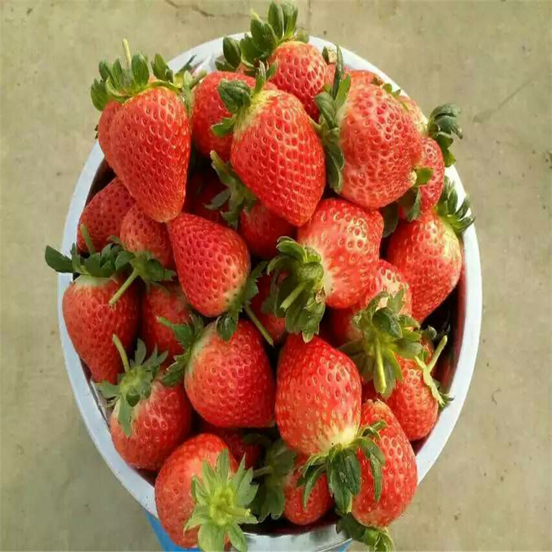 麦特莱大棚草莓苗 麦特莱草莓苗供应质优