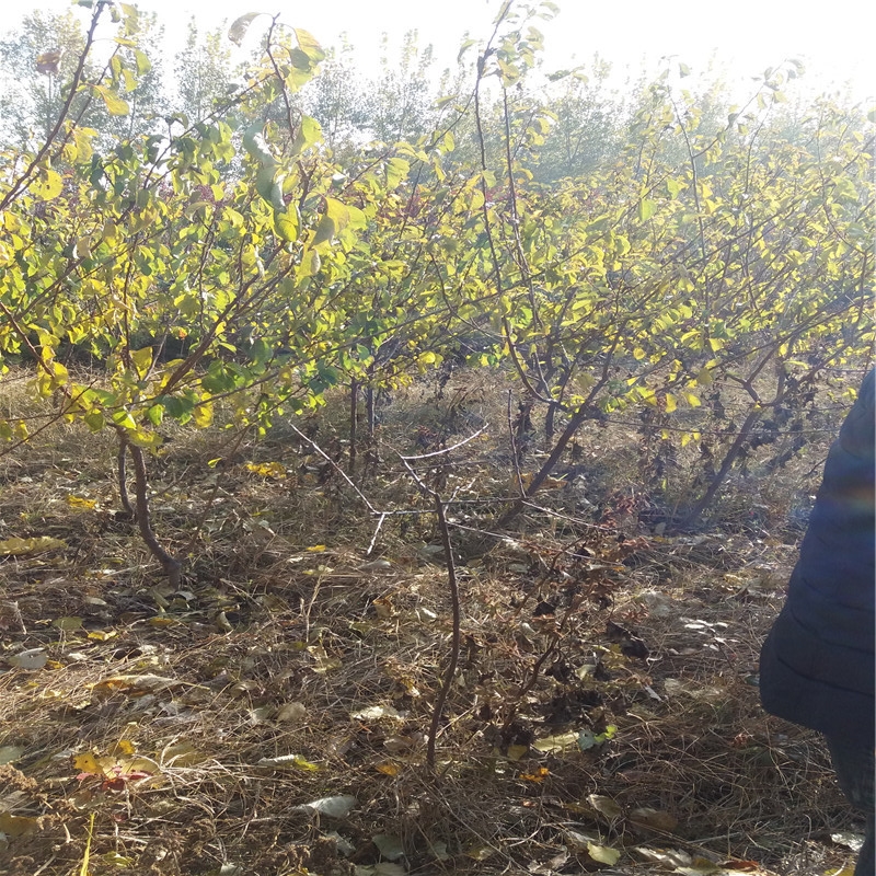澳3號李子苗建園澳3號李子苗種植技術(shù)歡迎選購