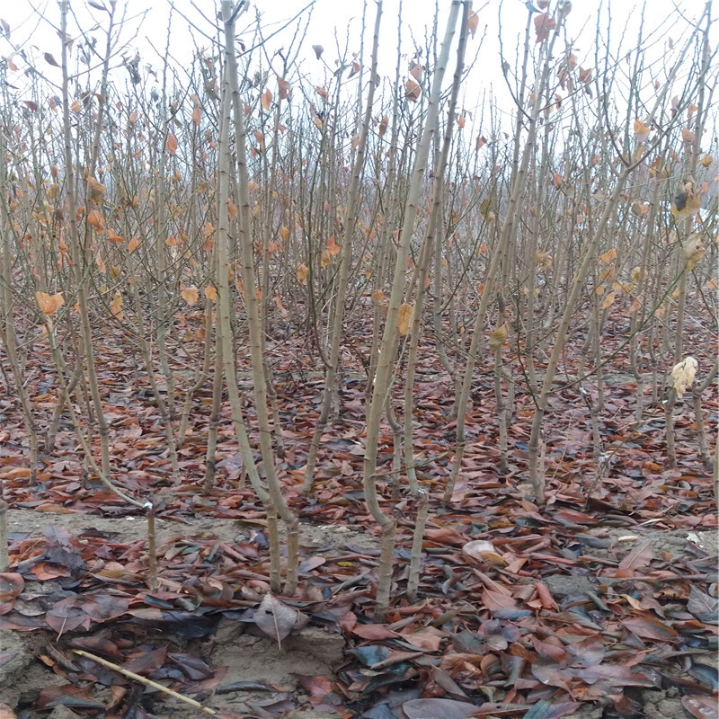 澳3號李子苗建園澳3號李子苗種植技術(shù)歡迎選購