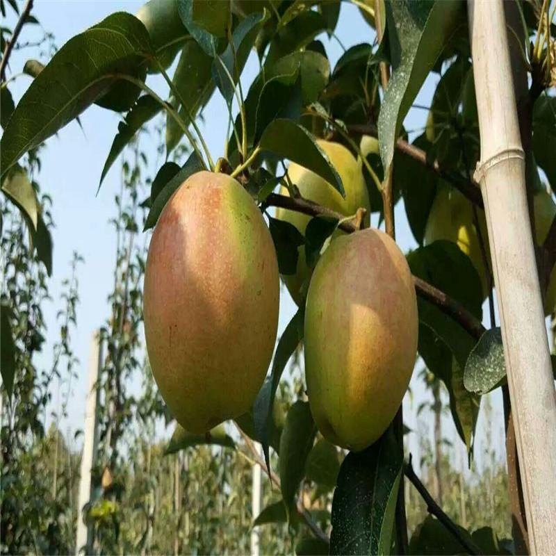 澳3號李子苗建園澳3號李子苗種植技術(shù)歡迎選購