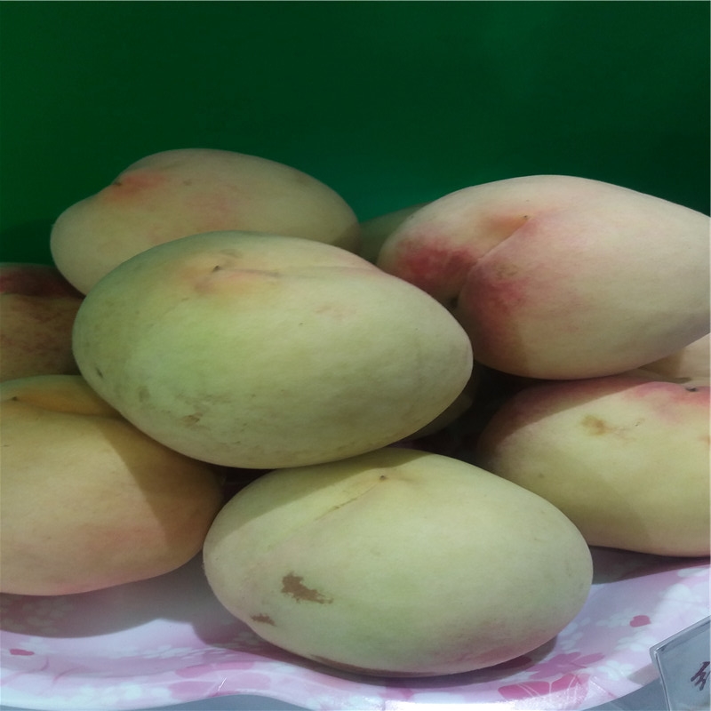 寒露蜜嫁接桃樹(shù)介紹貨源地批發(fā)