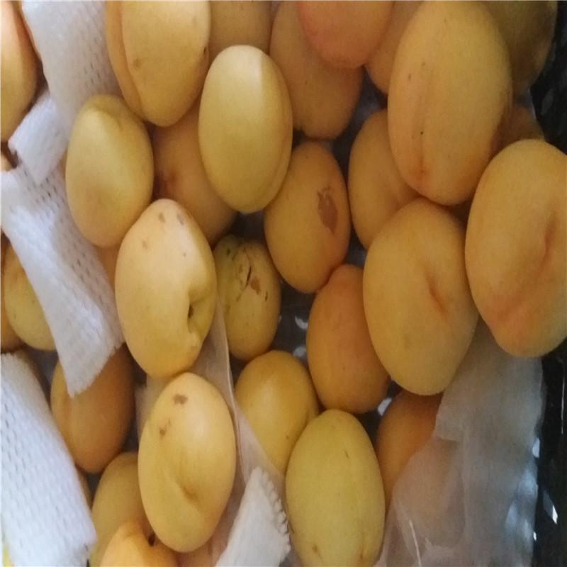 中油19號嫁接桃樹介紹農(nóng)戶推廣