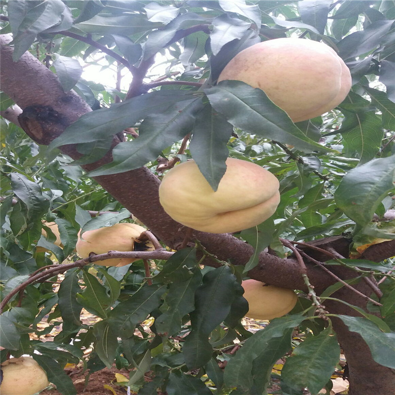 中油19號嫁接桃樹介紹農(nóng)戶推廣