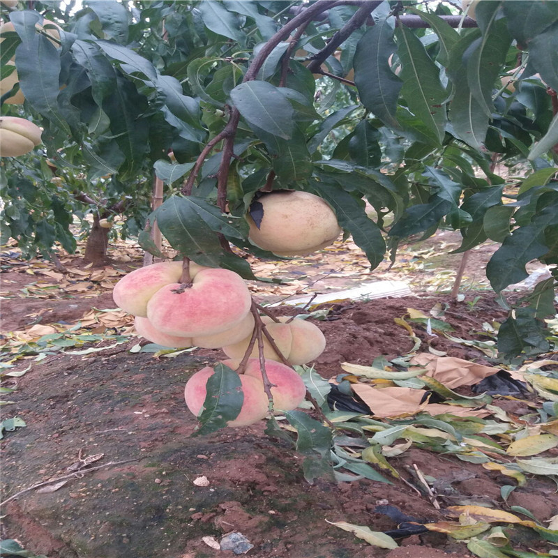 寒露蜜嫁接桃樹(shù)介紹貨源地批發(fā)
