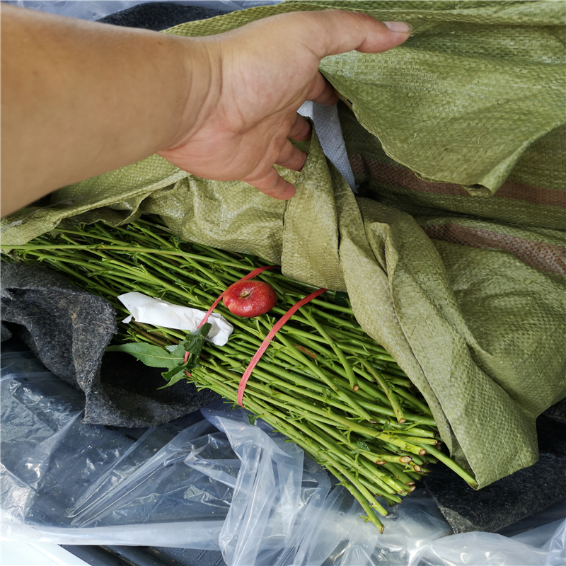 中油19號嫁接桃樹介紹農(nóng)戶推廣