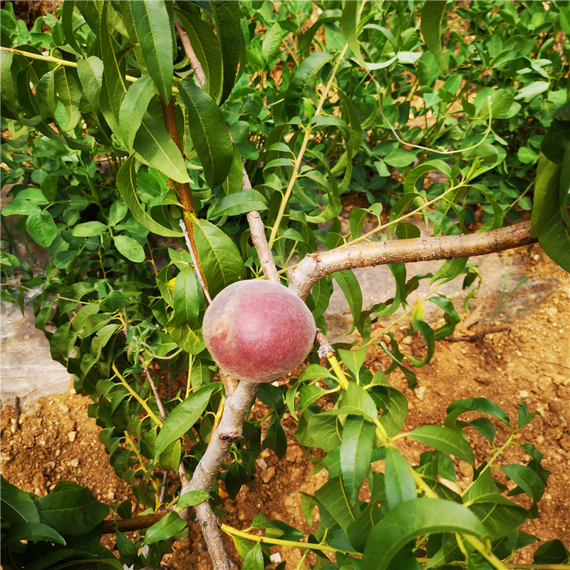 特大蜜桃1嫁接桃树介绍厂家