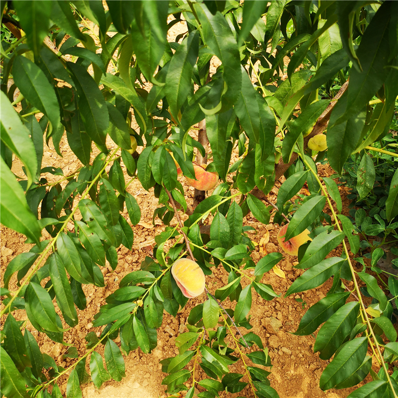 特大蜜桃1嫁接桃树介绍厂家