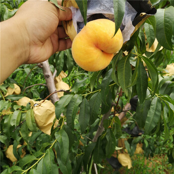 特大蜜桃1嫁接桃樹介紹廠家